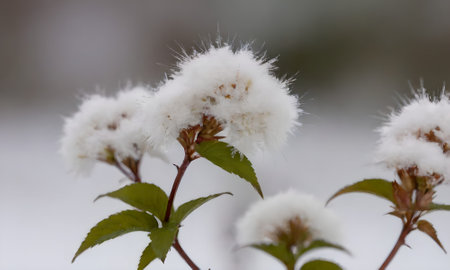 Fluffy white flowers of a cotton plant on a blurred background.