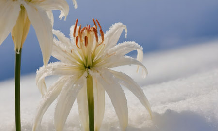 White lily in the snow. Close-up. Shallow depth of field.の写真素材