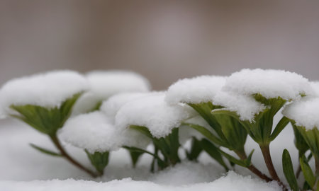 Close up of snow-covered green plants in the winter forest.