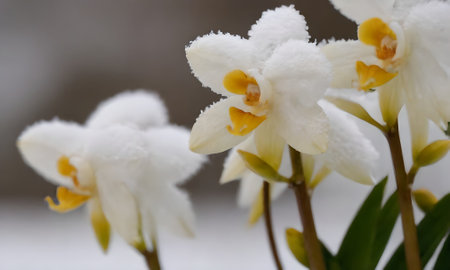 White orchid flower in the garden with snow on the background.の写真素材