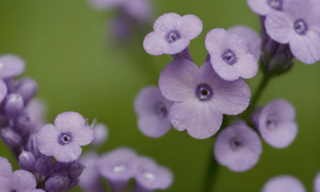purple flowers on a green background. macro. small depth of field