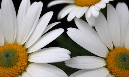 White daisies on a dark background. Shallow depth of fieldの写真素材