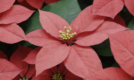 Poinsettia, Christmas Star, Euphorbia pulcherrimaの写真素材