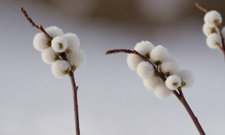 Pussy willow branches with white fluffy buds on blurred background.