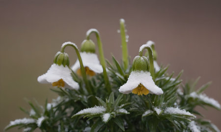 snowdrops on a flower in the forest in winter, macro