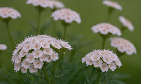 White yarrow flowers in the garden. Shallow depth of field.