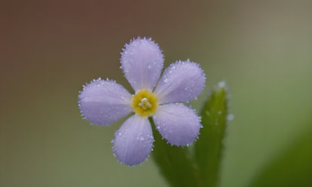 Flower of a primrose (Primula officinalis)