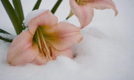 pink lily flower in the snow, very shallow dofの写真素材