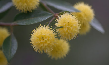 Close-up of yellow flowers of Acacia dealbata.の写真素材