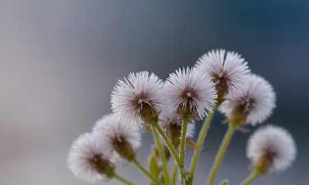 Frosty flower in the winter. Shallow depth of field.