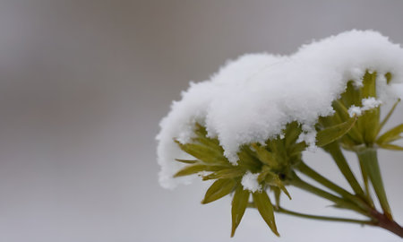 Snow on the green leaves of a Japanese maple (Acer platanoides)の写真素材