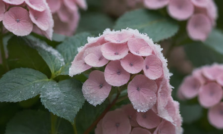 Hydrangea macrophylla pink flowers covered with hoarfrost