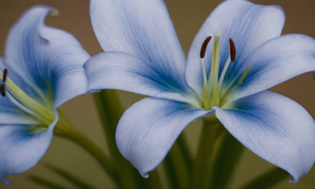 Close-up of a blue lily flower in a garden.の写真素材