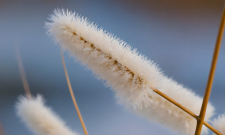 Close up of dry grass on blurred background, shallow depth of fieldの写真素材