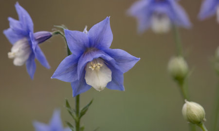 Aquilegia, Aquilegia caeruleaの写真素材
