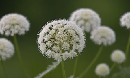 Allium sativum, also known as cow parsnip or dandelion.