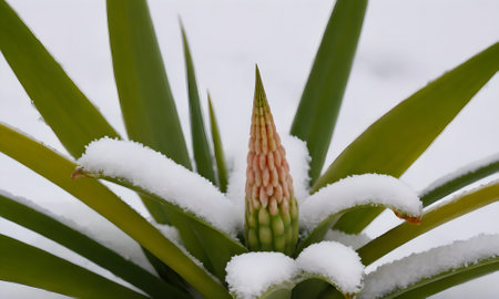 Hyacinth with snow in winter, closeup of a flowering plantの写真素材