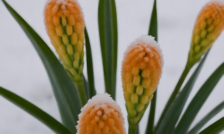 Beautiful hyacinths in the snow, close-up