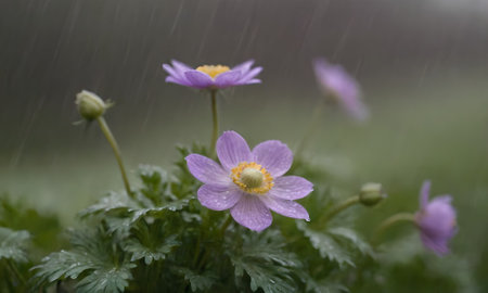 Anemone (Pulsatilla patens) in the rain
