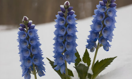 Blue delphinium flowers in the snow, close-upの写真素材