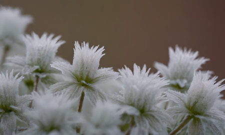 Frosted grass in the early morning. Shallow depth of field.