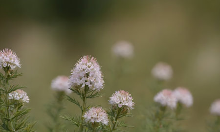 White flowers on a meadow in the summer. Selective focus.