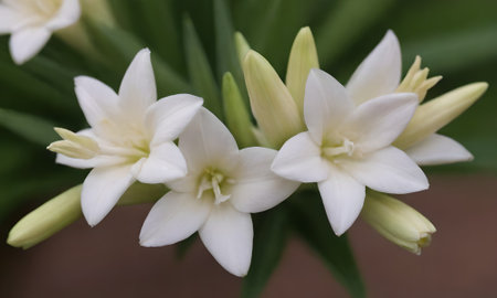 Close up of white lily flower with green leaf background, selective focusの写真素材