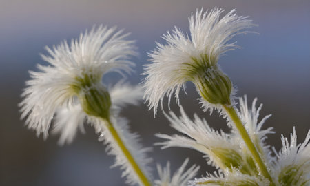 Frosted flowers on a plant in winter. Shallow depth of field