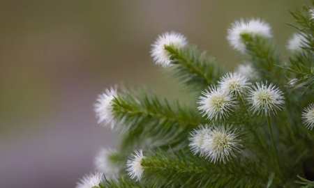 Close up of white flowers of Acacia dealbata plant.