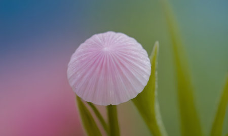 close up of a white mushroom on a green background with blurred background