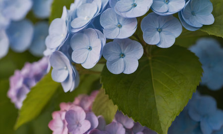 Hydrangea macrophylla, blue hydrangea flowerの写真素材