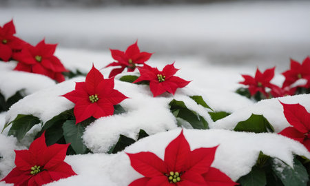 Red poinsettia flowers in the snow, christmas backgroundの写真素材