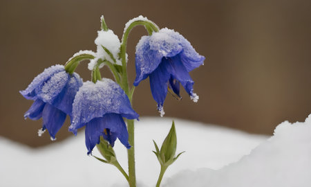 blue flowers covered with snow in the forest, close-up.の写真素材