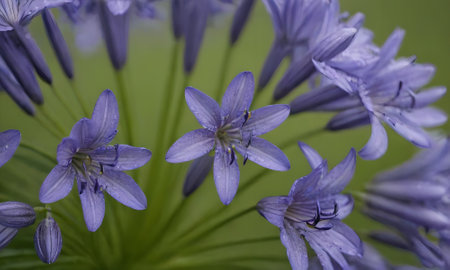 Agapanthus africanus in bloom, close-up.