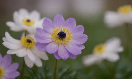 Spring flowers in the garden. Anemone (Pulsatilla patens)の写真素材