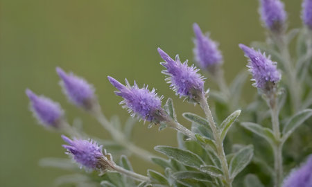 Lavender flowers on a green background. Shallow depth of field.