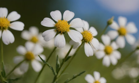 Chamomile flowers in nature. Chamomile flowers.の写真素材