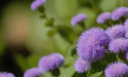 Purple flowers on a green background. Ageratum hirtaの写真素材