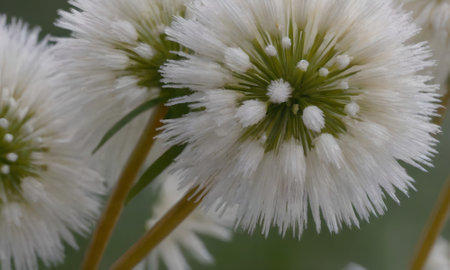 Macro of white flower in the garden. Shallow depth of field.の写真素材