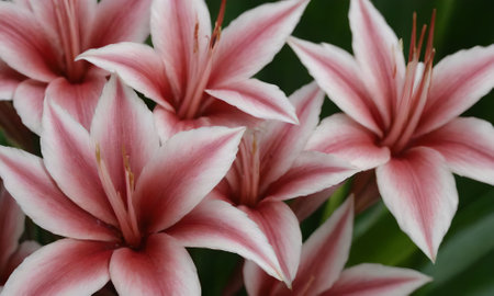 pink and white lily flower in the garden, stock photoの写真素材