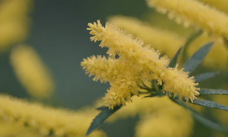 Close up of yellow mimosa flowers on blurred background, selective focusの写真素材