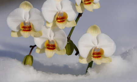 White and yellow orchids in the snow, close-upの写真素材