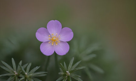 A macro shot of a purple wildflower with blurred background. Shallow depth of field.の写真素材