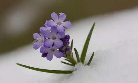 Lavender flowers in the snow. Selective focus. Shallow depth of field.の写真素材