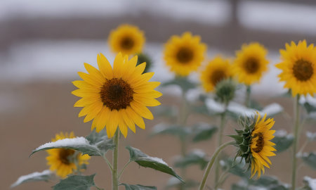 Sunflower in the garden with snow in winter,Thailand.の写真素材