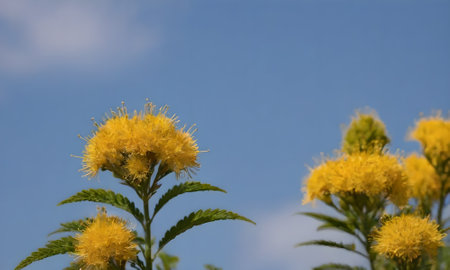 Yellow flowers of Acacia dealbata on a blue sky background