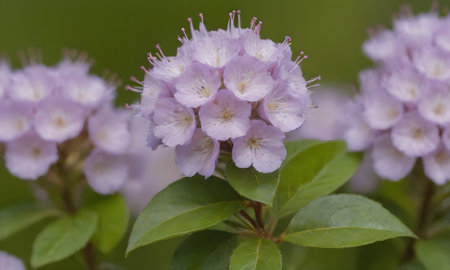 Close up of pink flowers with green leaves in a garden in summer