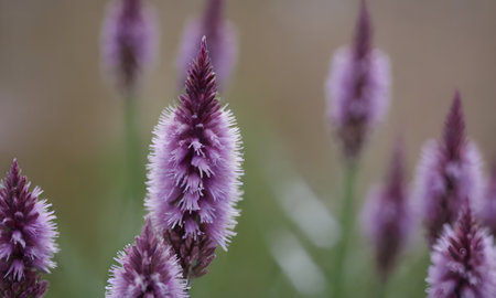 Close up of a purple flower in the garden, shallow depth of field