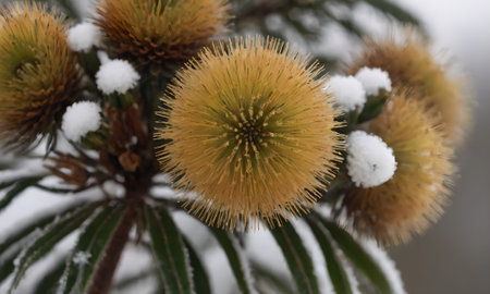 A closeup of a yellow flower on a spruce branch covered with snow