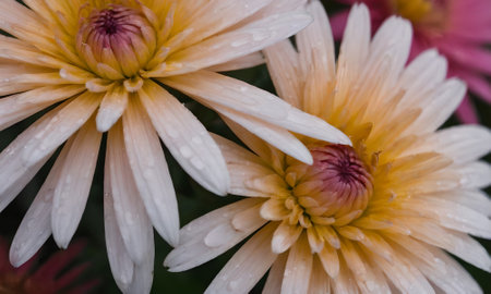 Close up of beautiful chrysanthemum flowers with water dropsの写真素材